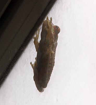 [This is a partial side view and underside view of the frog stuck to the very top of the window pane. One dark eye surrounded by orange-brown lids is visible. The skin has a lot of very small bumps across the top. The webbing is visible on one back foot.]